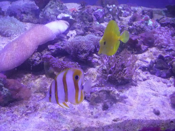 Thumb Fish