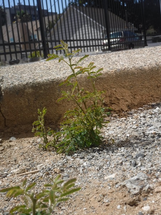 Little Trees