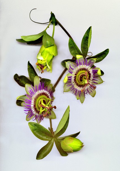 passiflora