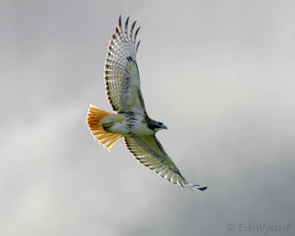 Soaring Red Tail