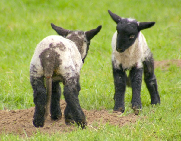 Twins
