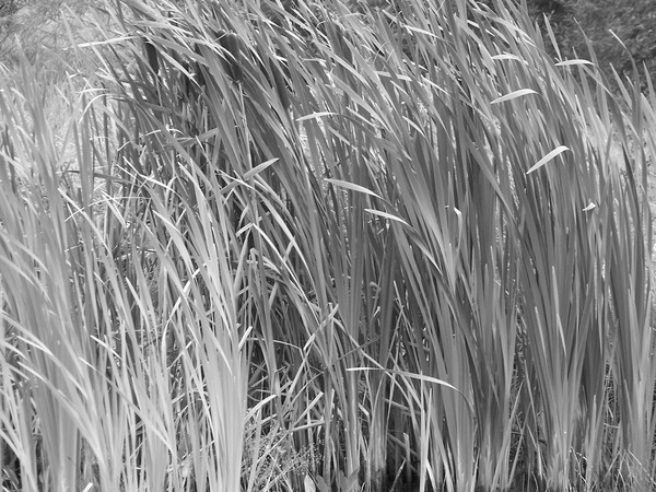 Hinchingbrooke Reeds