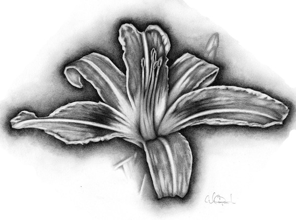 Lily