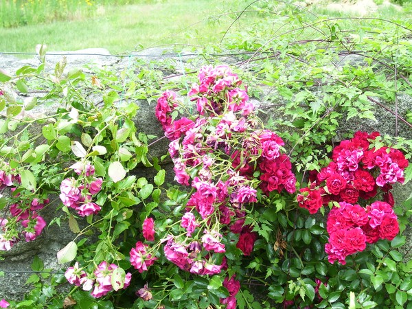 Abundance