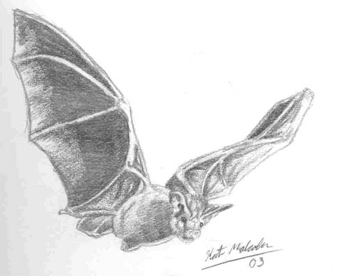Bat