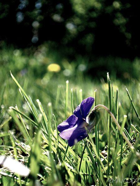 single flower