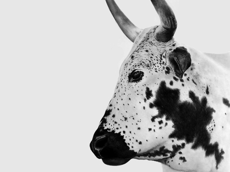 NGUNI1