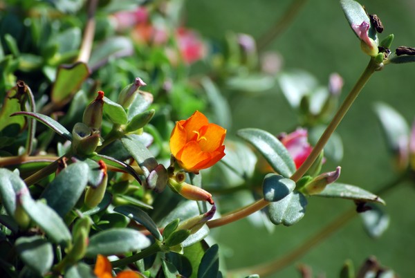 Nikon_08062009_4414