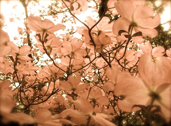 dogwood