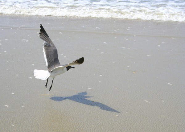 Sea Gull in Flight