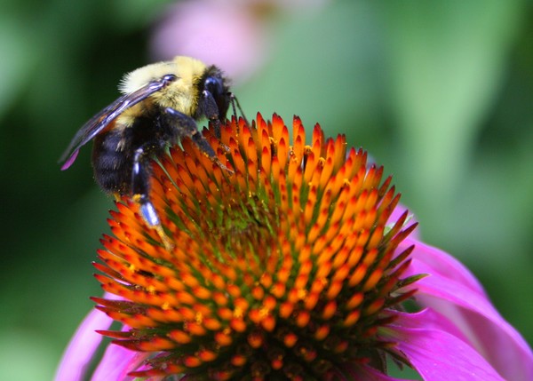 Bee-ing Happy!!