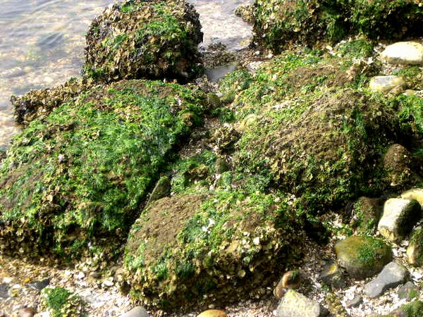 Mossy Rocks 02