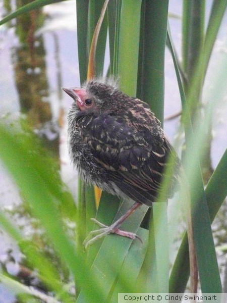 Marsh Baby