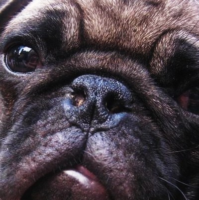 pug