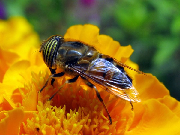 Bee