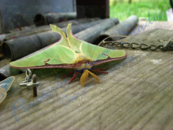 Luna Moth-you lookin' at me