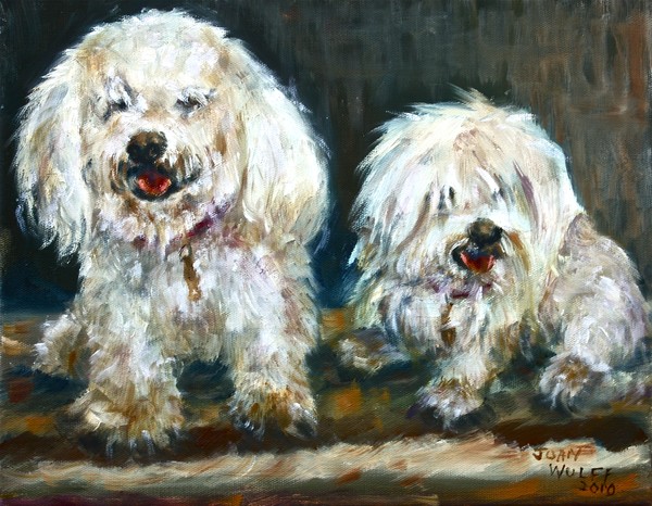 Dogs before Hair cut