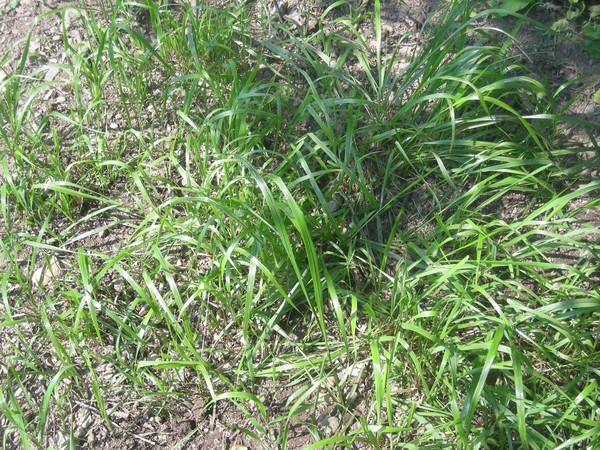 Sweetgrass (Hierochloe Odorata)