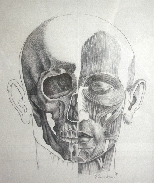 Anatomy Of The Head