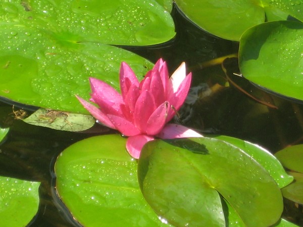 pond 