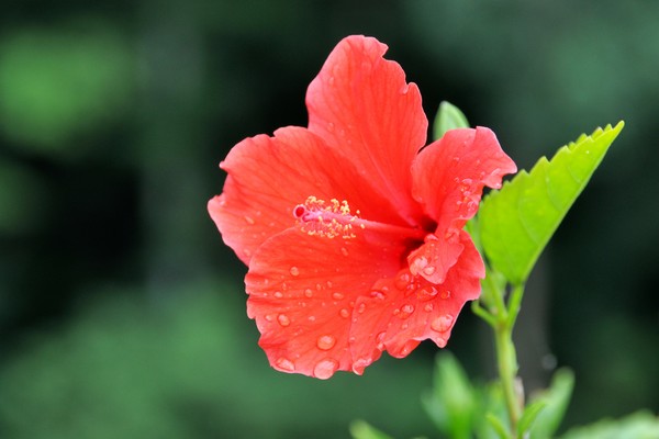 Hibiscus 1