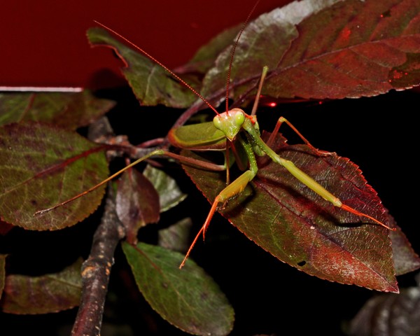 Green Mantis Red Leaf