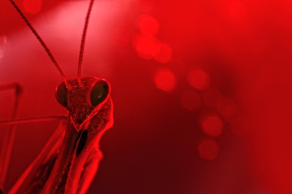 Red Mantis