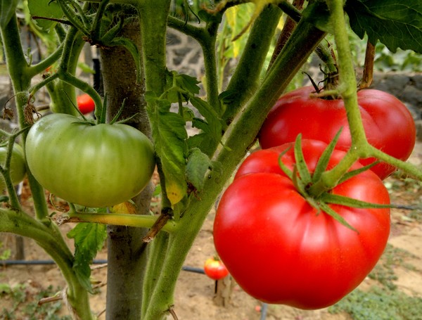 tomatoes on the branch