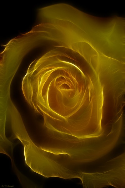 A Rose Of Yellow
