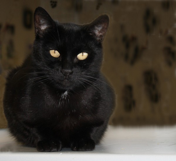 Panther