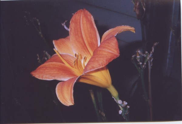 exotica