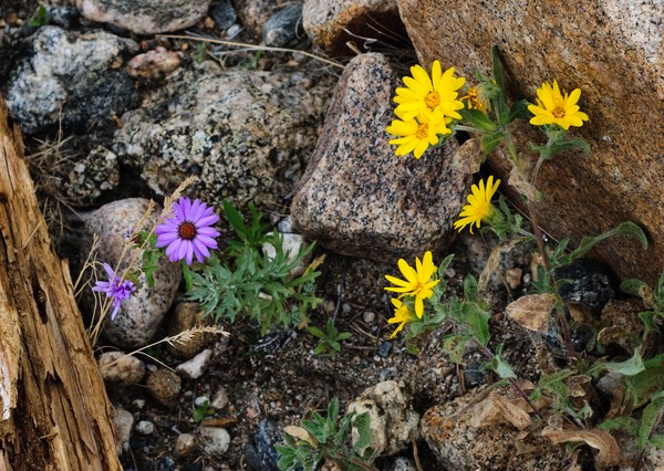 Flowers