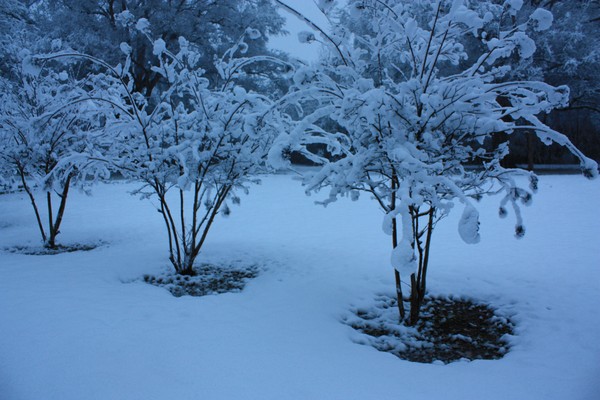 Frozen Wonder