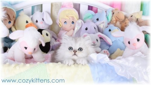 Cozy Kittens & Sue Johnson - www.cozykittens.com