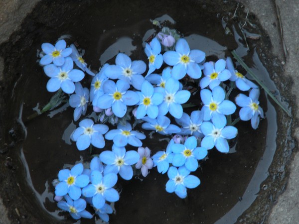 Kitchen Stone with Forget-Me-Nots