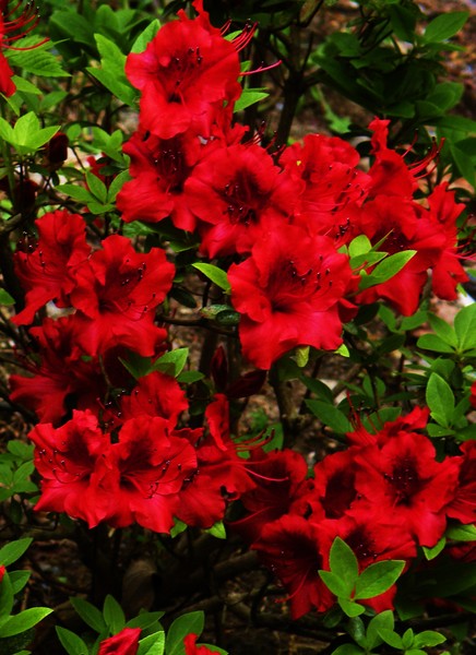 azalea bush