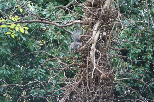 A squirrel in a tree