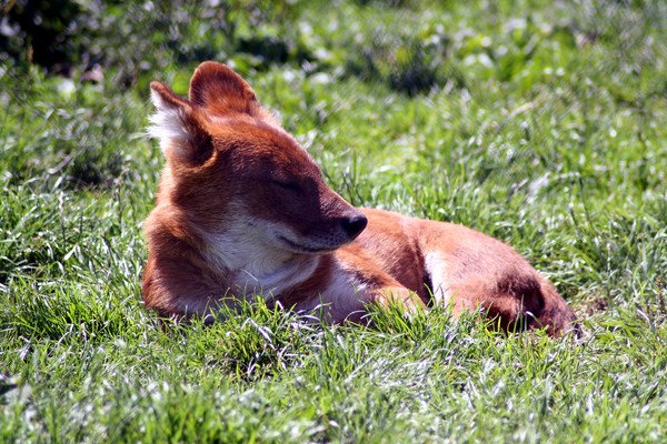 Happy Fox