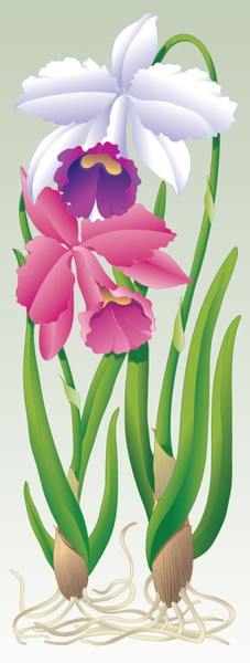 2 Orchids