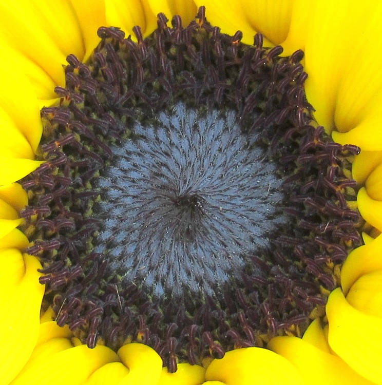 MY SUNSHINE FOR YOU