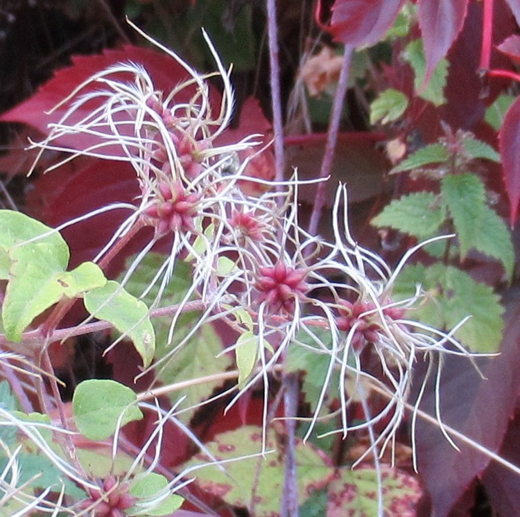 CLEMATIS SEEDS