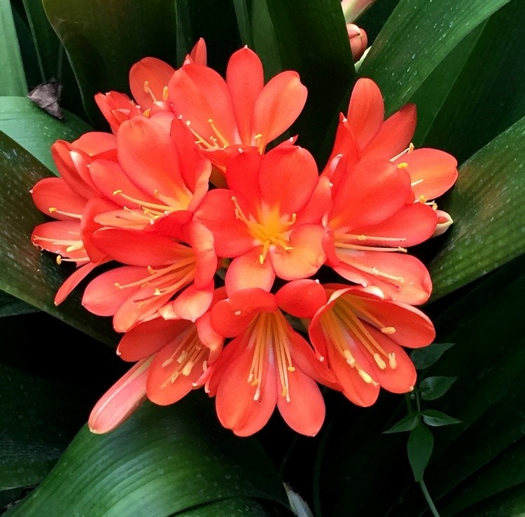CLIVIA serre ste Marie 3463