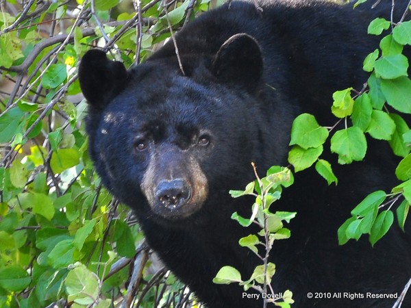 Black Bear in Waterton Park
