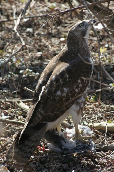 guarding its lunch