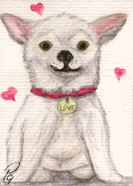 Chihuahua Love