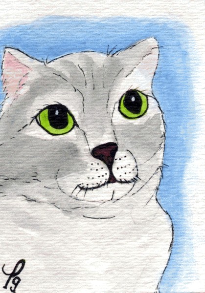 Grey Cat