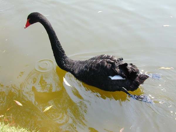 Black Swan