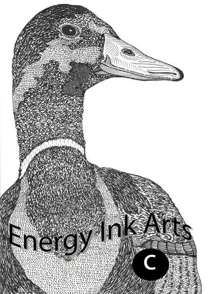 sjkrueger male mallard watermark