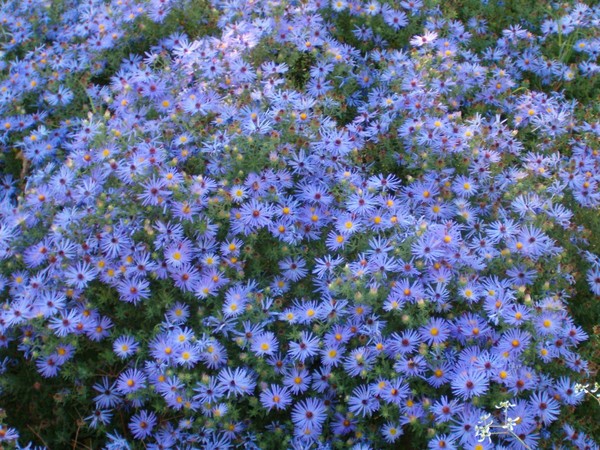 purple passion