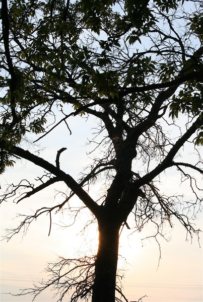 Tree silhouette